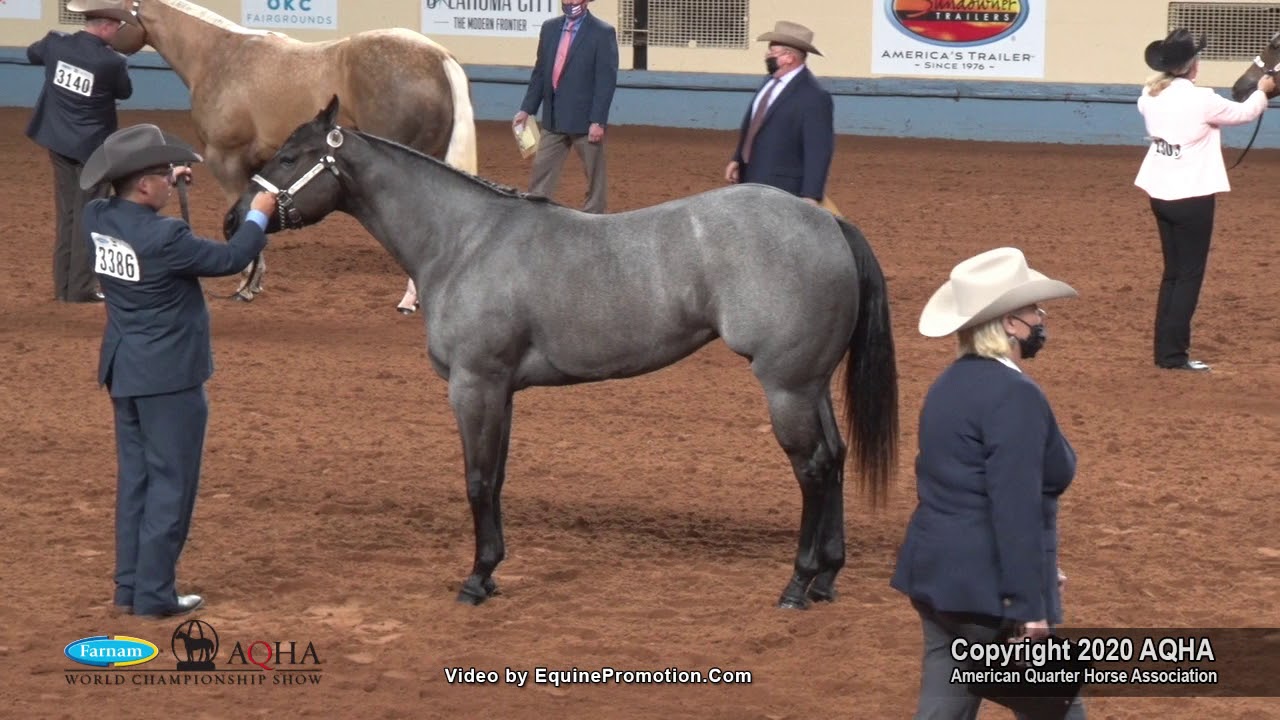 2020 AQHA Amateur Yearling Fillies