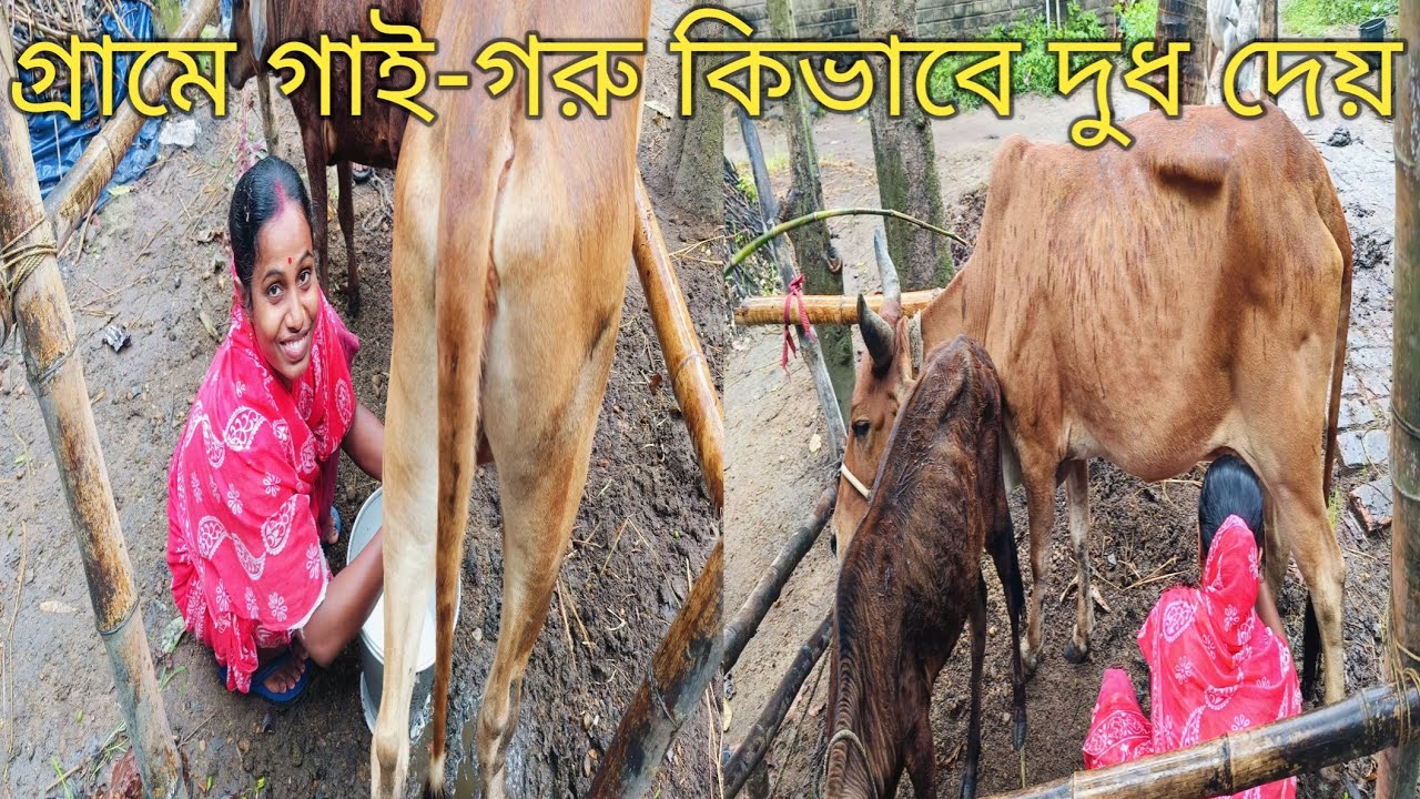 গ্রামে গাই-গরু কিভাবে দুধ দেয় | গাই গরু থেকে দুধ বের করানো হচ্ছে | cow milk