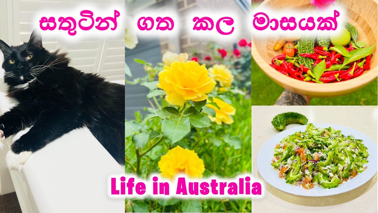 Monthly Diaries Sinhala Vlog | Easy Salad Recipe | Home Garden | Life in Australia | day vlog