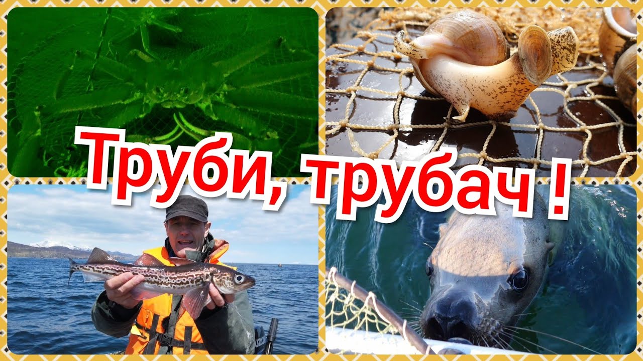 Морская рыбалка на Камчатке - труби, трубач !