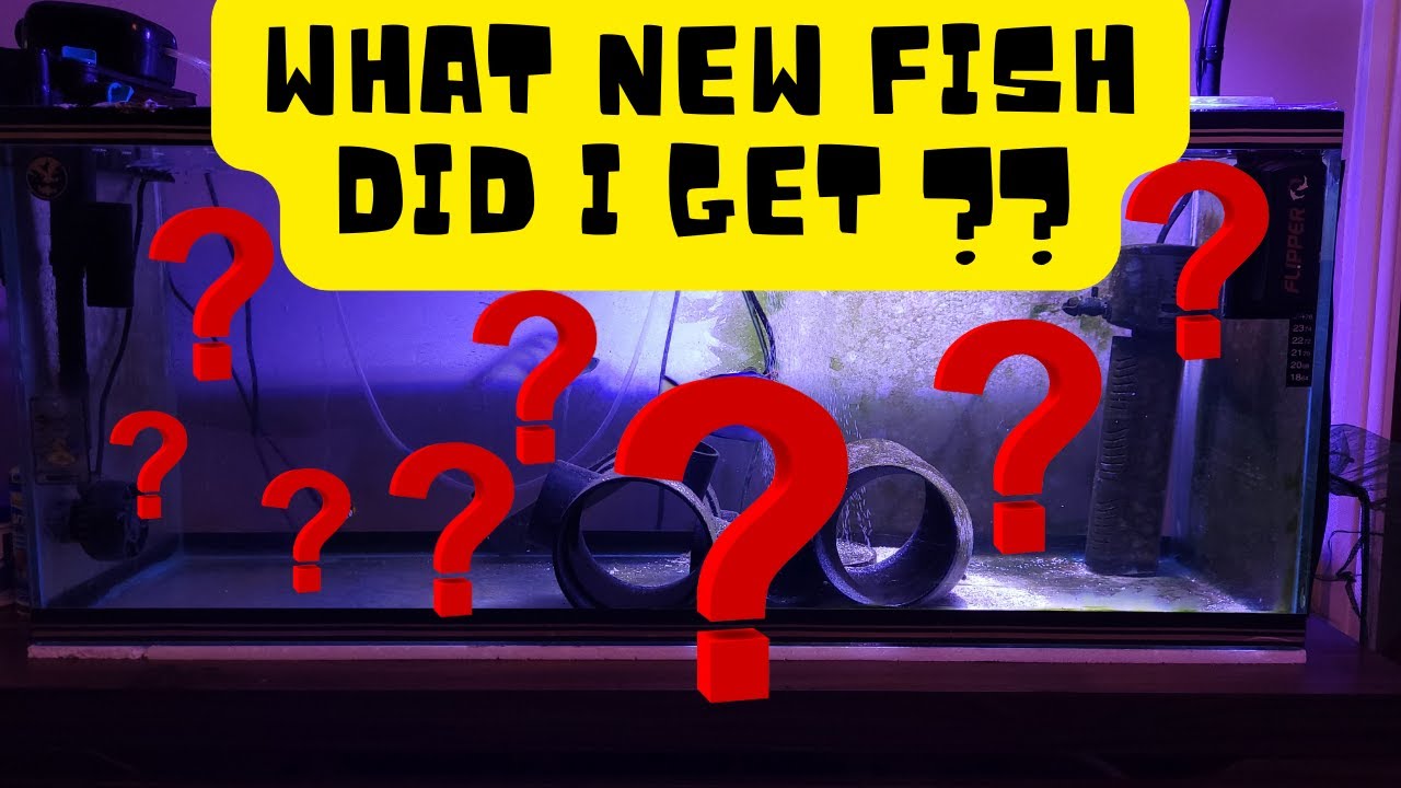 Introducing New Fish After Devastating Marine Velvet Outbreak