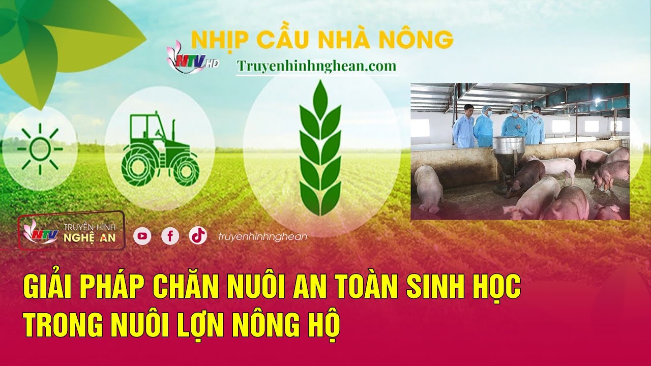 [🔴Trực tiếp] Nhịp cầu nhà nông: Giải pháp chăn nuôi an toàn sinh học trong nuôi lợn nông hộ