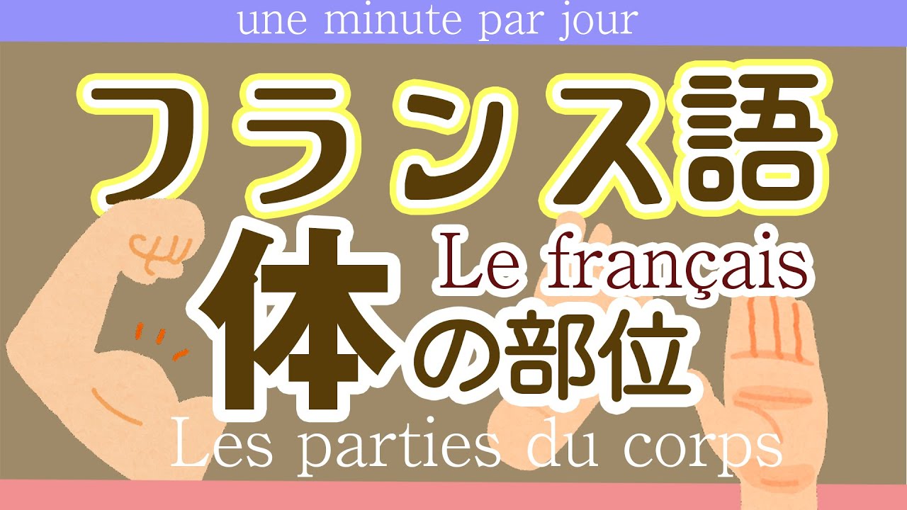 53,フランス語　単語　体の部位　français初級～フランス語聞き流し～Les parties du corps