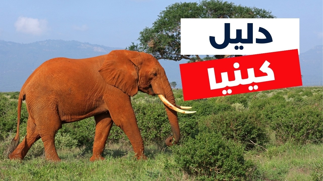 كينيا: دليلك للسياحة | أنشطة، أسعار، طقس، معلومات شاملة