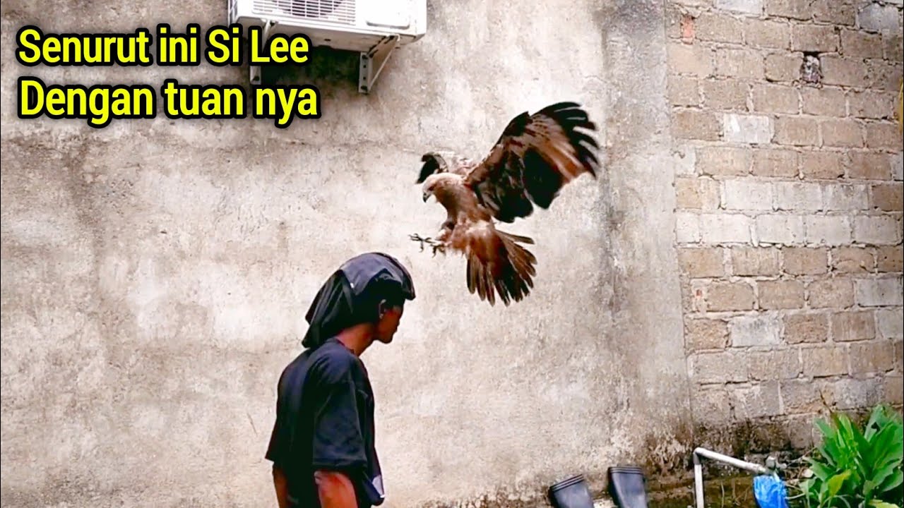 BISA DISURUH ! sangat nurut burung jinak Si Lee sama tuan nya