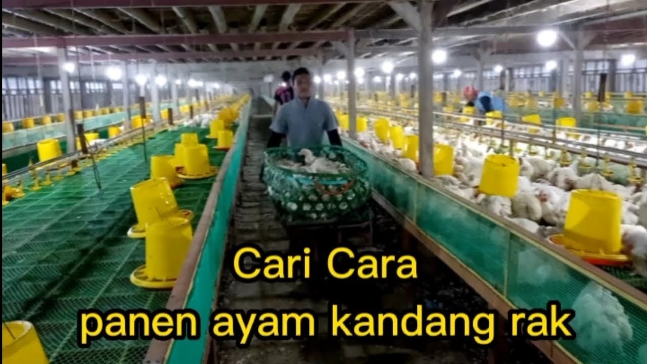 Lanjut panen kandang rak koloni