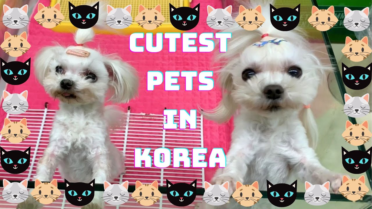 CUTEST Pets in Korea| Korean Pet Shops Vlog