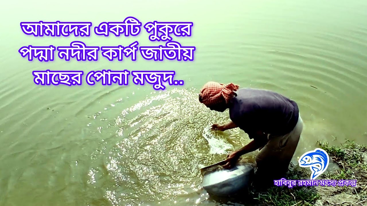 ৩৭৫.. আমাদের একটি পুকুরে পদ্মা নদীর কার্প জাতীয় মাছের পোনা মজুদ। 