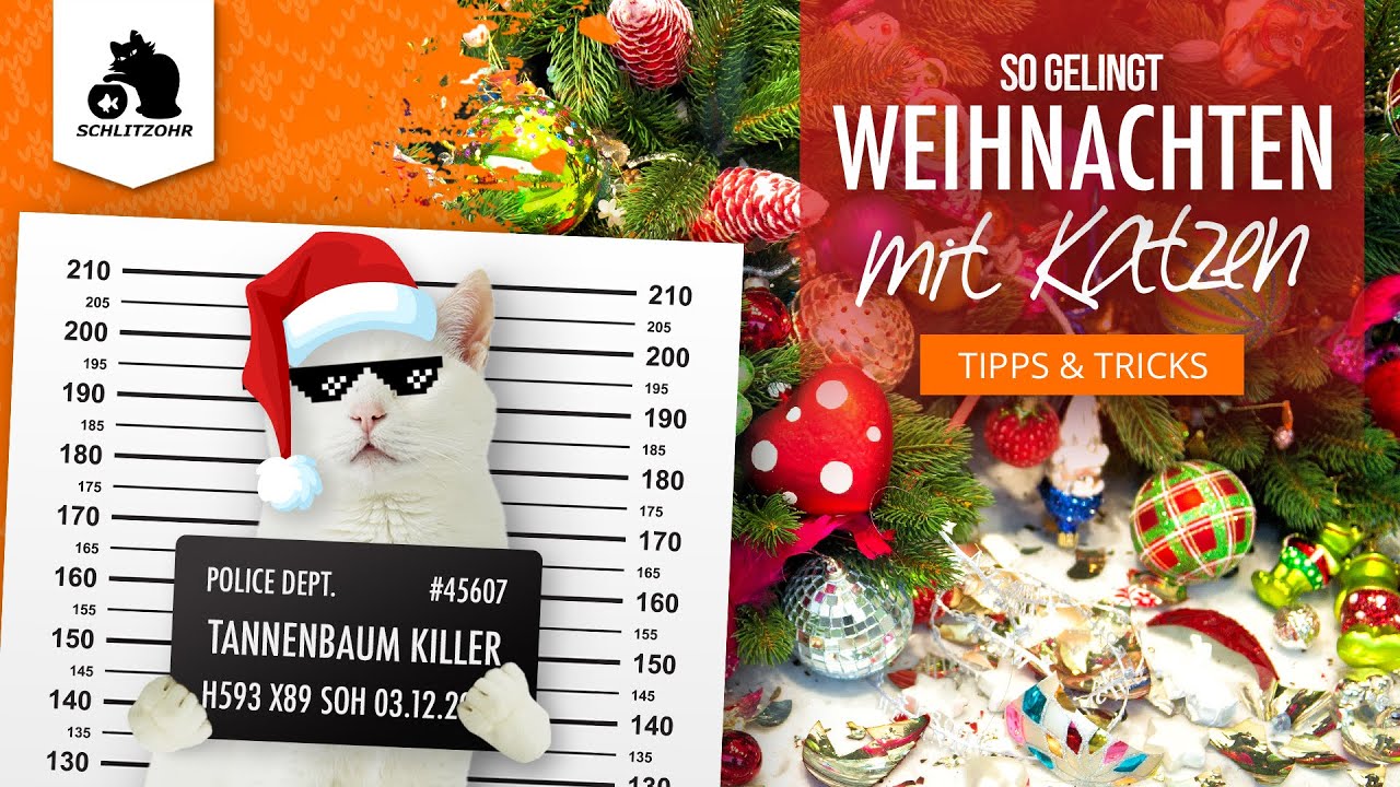 🔥 How to: Weihnachten mit Katzen, Gefahren, Tipps und Tricks, Katze klettert Tannenbaum hoch?