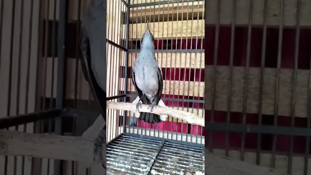 kacer betina gacor buat ngecas jantan #kicaumania #burung