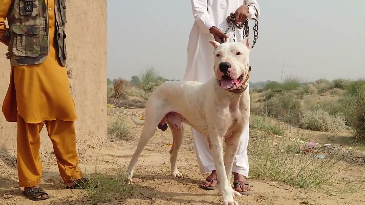 Dog of My friend Murtaza bhai