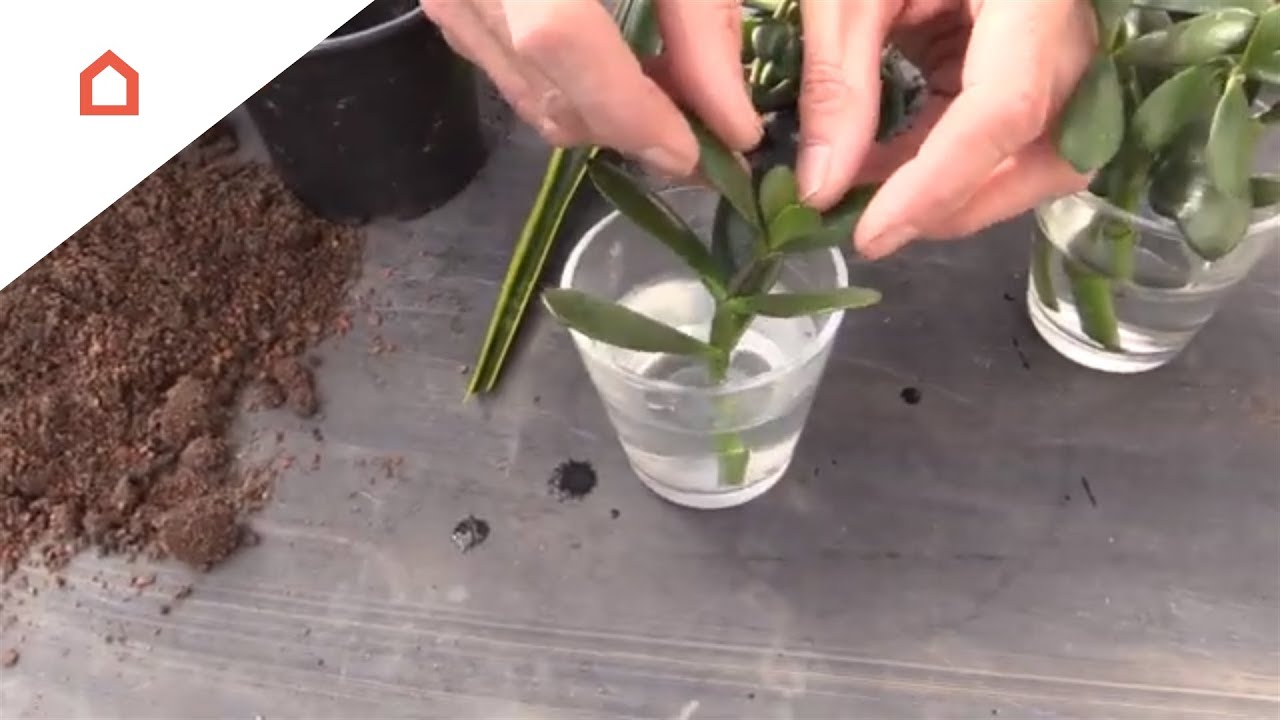 Sådan laver du stiklinger i vand
