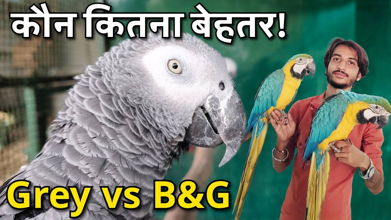 Grey parrot vs Macaw | Bird vs Bird | Talking, Tameness, Breeding, Maintenance and Price