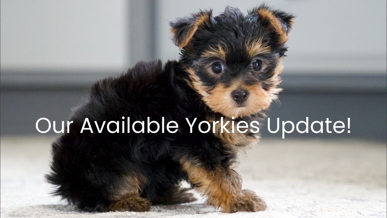 Our Available Yorkie Update!