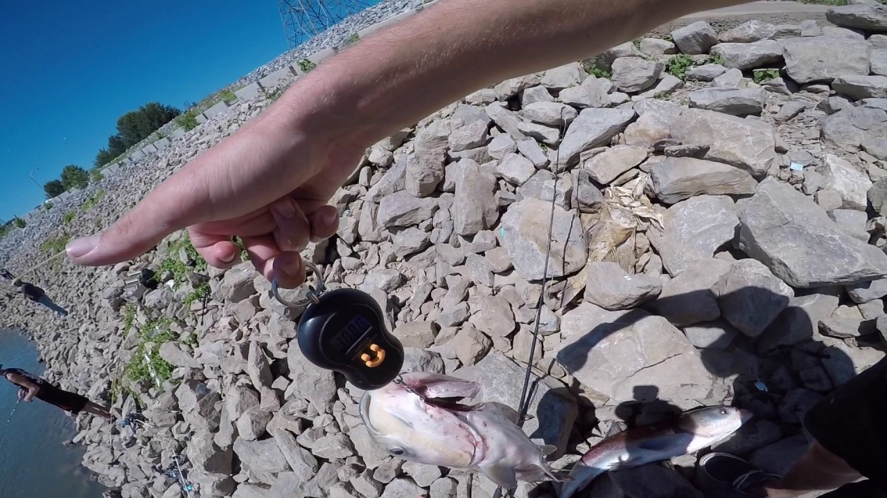 Catching HUGE Fish!!!!  at Barkley Dam