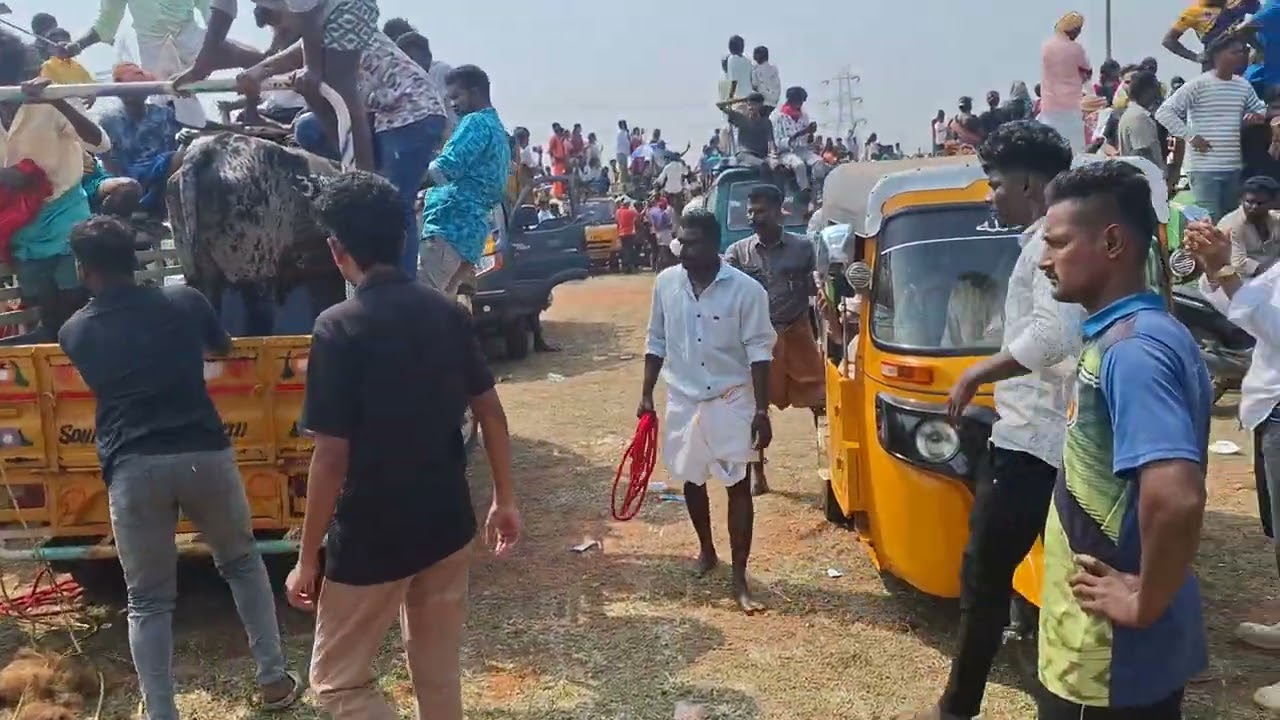 சிராவயல்  மஞ்சுவிரட்டு 