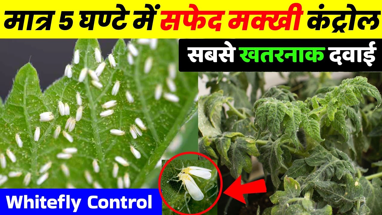 Safed makkhi ki best dawai | white fly control, safed makkhi kaise control Kare, सफेद मक्खी नियंत्रण