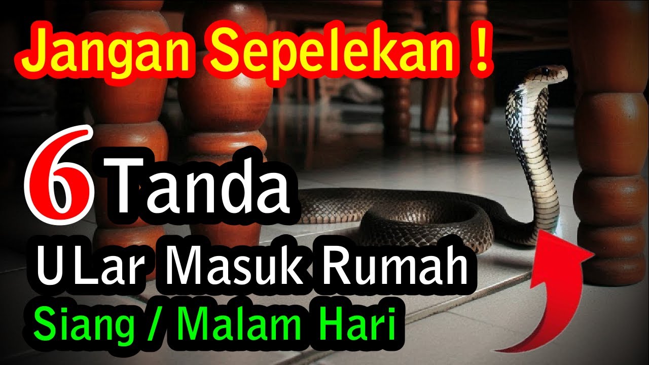 Inilah 6 Tanda / Firasat Ular Masuk Rumah Siang Atau Malam Hari