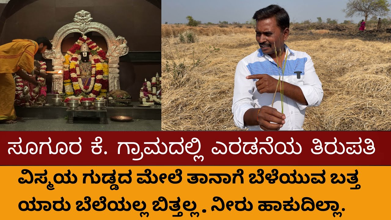 ವಿಸ್ಮಯ ಗುಡ್ಡ! ಎರಡನೇ ತಿರುಪತಿಯಲ್ಲಿ ತಾನಾಗಿಯೇ ಬೆಳೆಯುವ ಬತ್ತ | Santosh Lumbini | soogur k