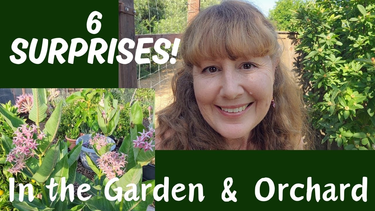 SO MUCH Artichoke! Milkweed, Nectarines, & MORE Surprises Growing in MAY!