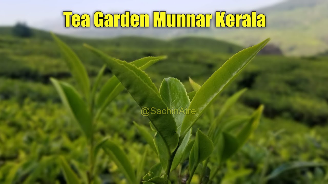 Munnar Tea Garden | Tea Garden Munnar Kerala