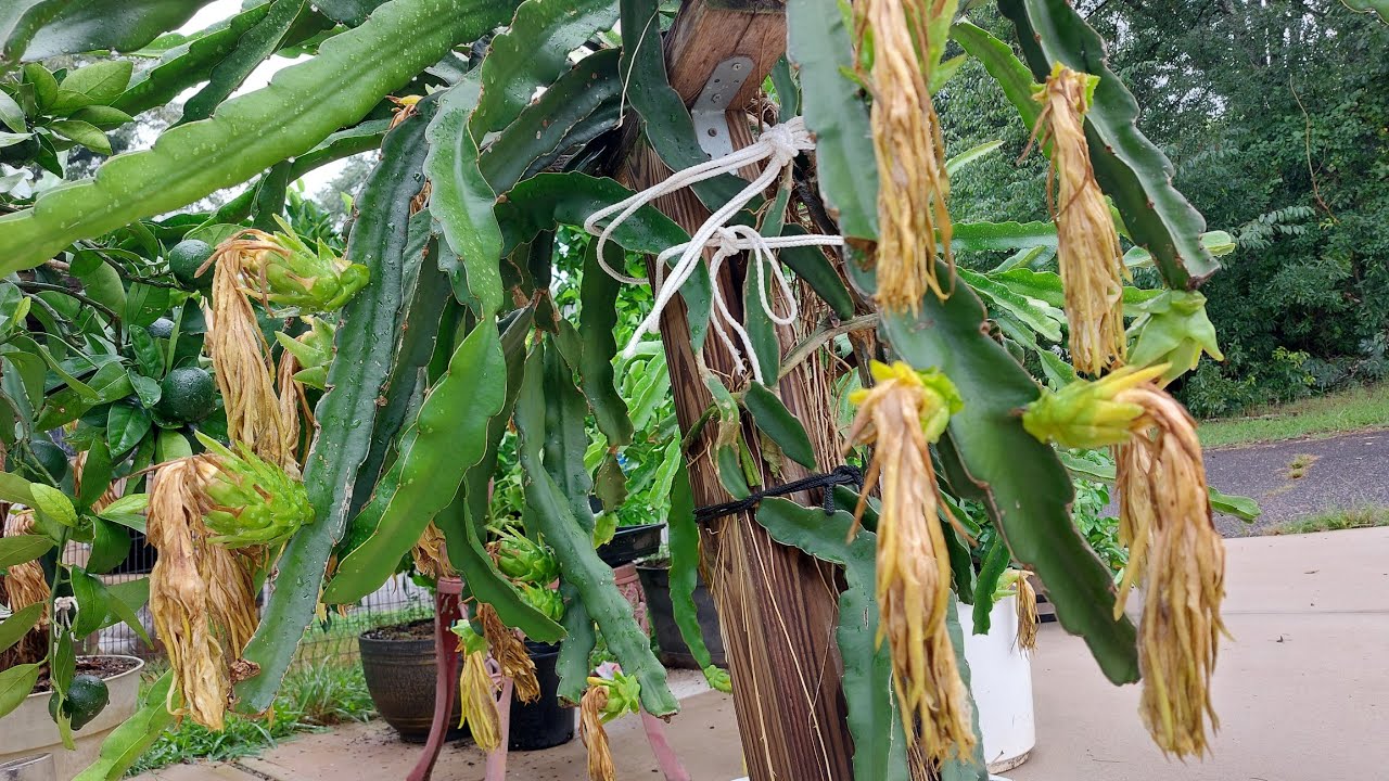 Dragon fruits after pollination