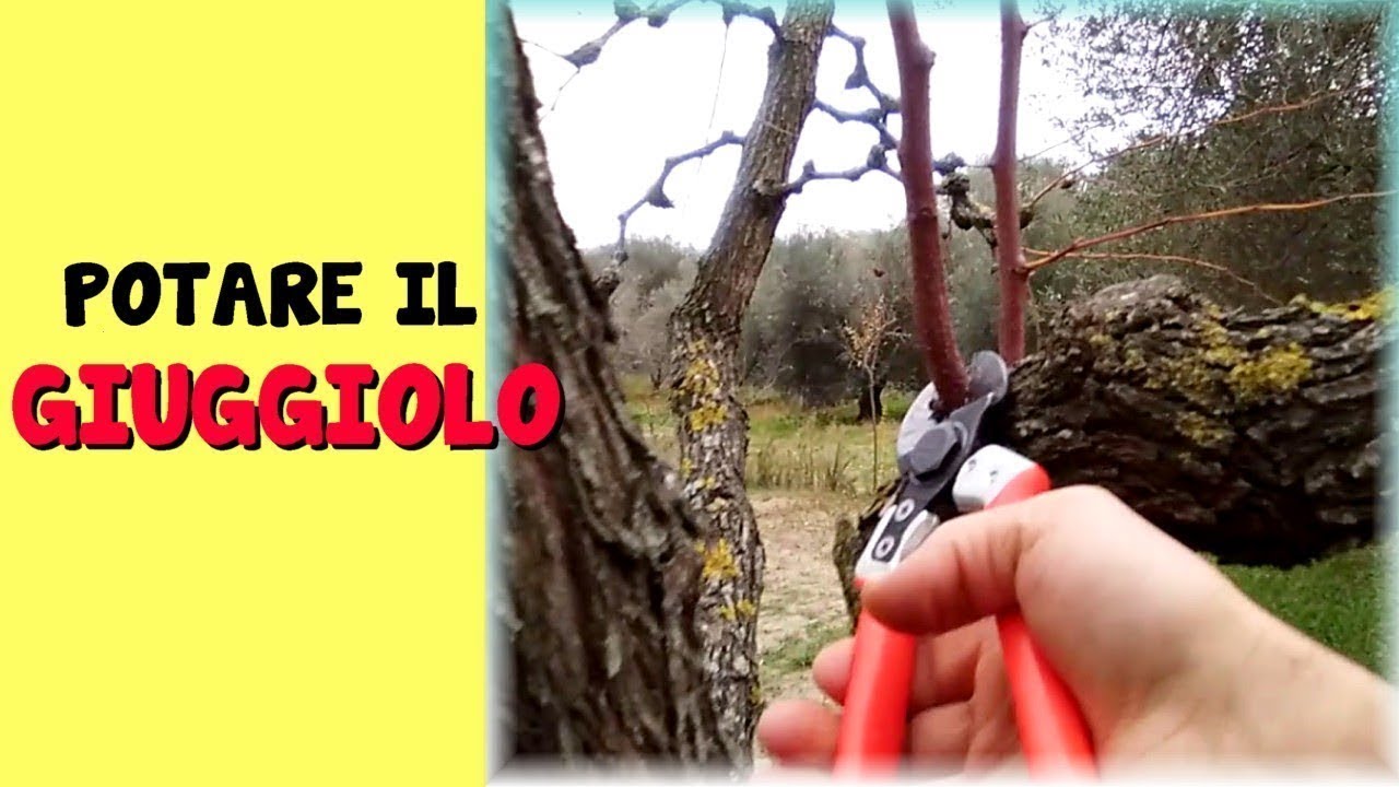 POTARE IL GIUGGIOLO