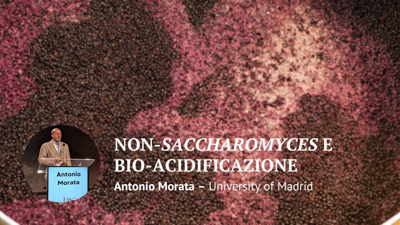 Lieviti non-Saccharomyces e bioacidificazione: Lachancea thermotolerans per il cambiamento climatico