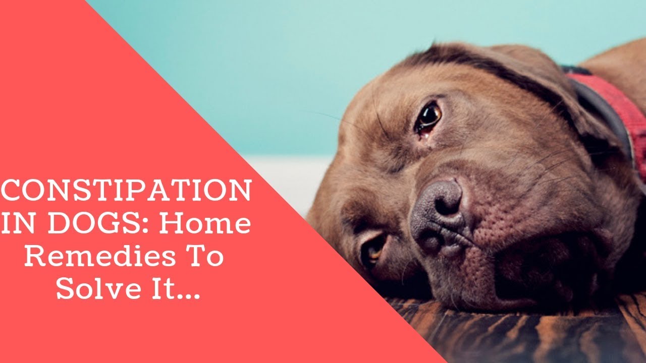 CONSTIPATION IN DOGS: Home Remedies To Solve It
