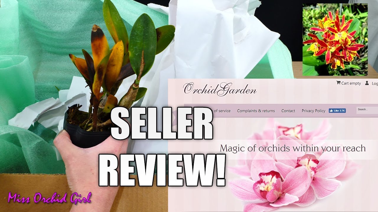 Unboxing Orchids from Orchid Garden - Seller review #1 (Plus announcement!)