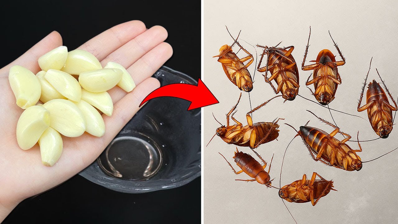 Kill cockroaches with just one clove of garlic&mdash;no survivors!|Clever Tricks