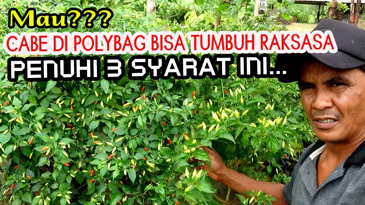 3 TIPS RAHASIA AGAR CABE RAWIT DI POLYBAG TUMBUH RAKSASA & BUAH  LEBAT