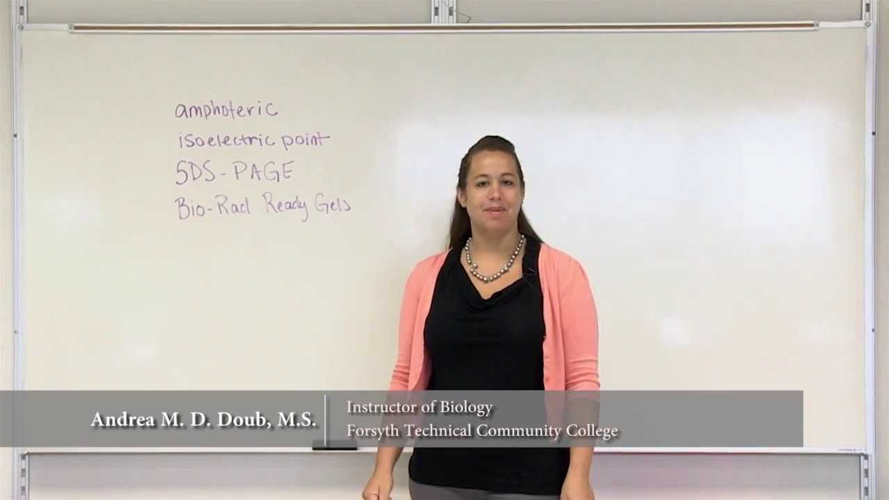 Protein Electrophoresis Introduction