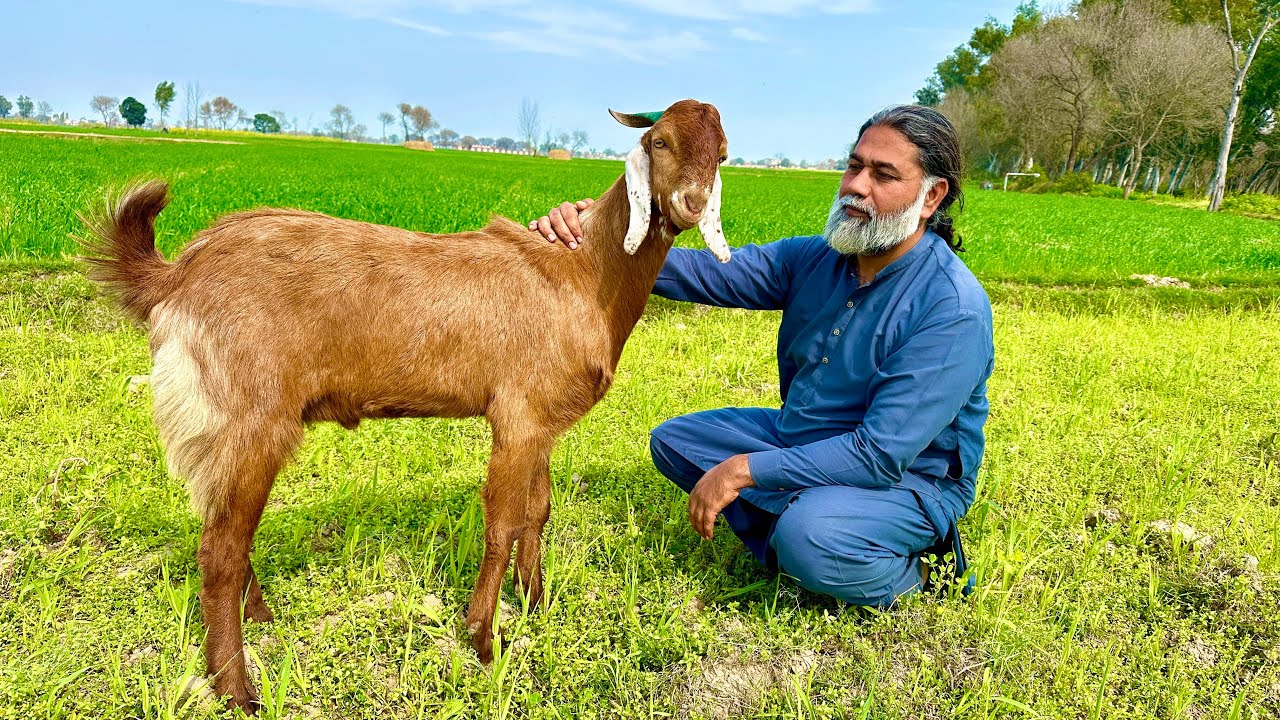 Full Goat Recipe | Rice Stuffed Full Goat Steam Recipe | Guests K Liye Banaya Full Bakra | Dum Pukht
