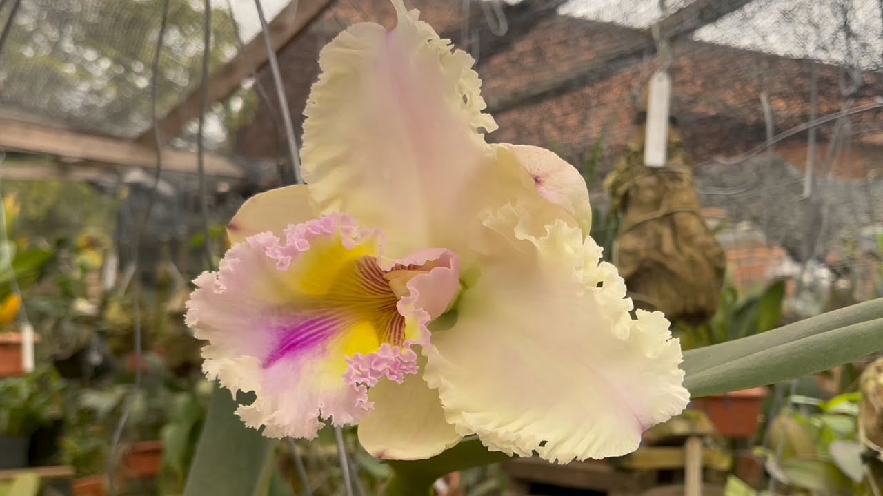 FLORAÇÃO DE ORQUÍDEAS DANDO BOAS VINDAS A AGOSTO!!!! #explore #orquideas #plantas  