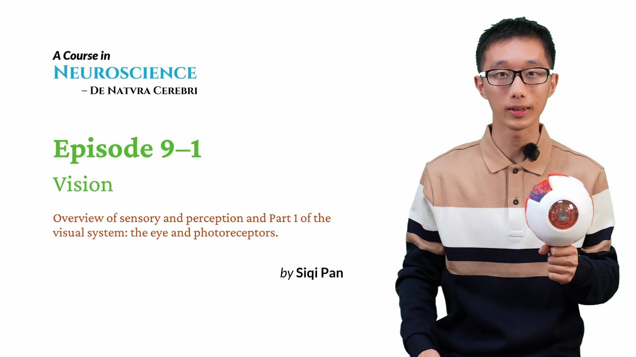 Neuroscience Course - Episode 9&ndash;1 Vision