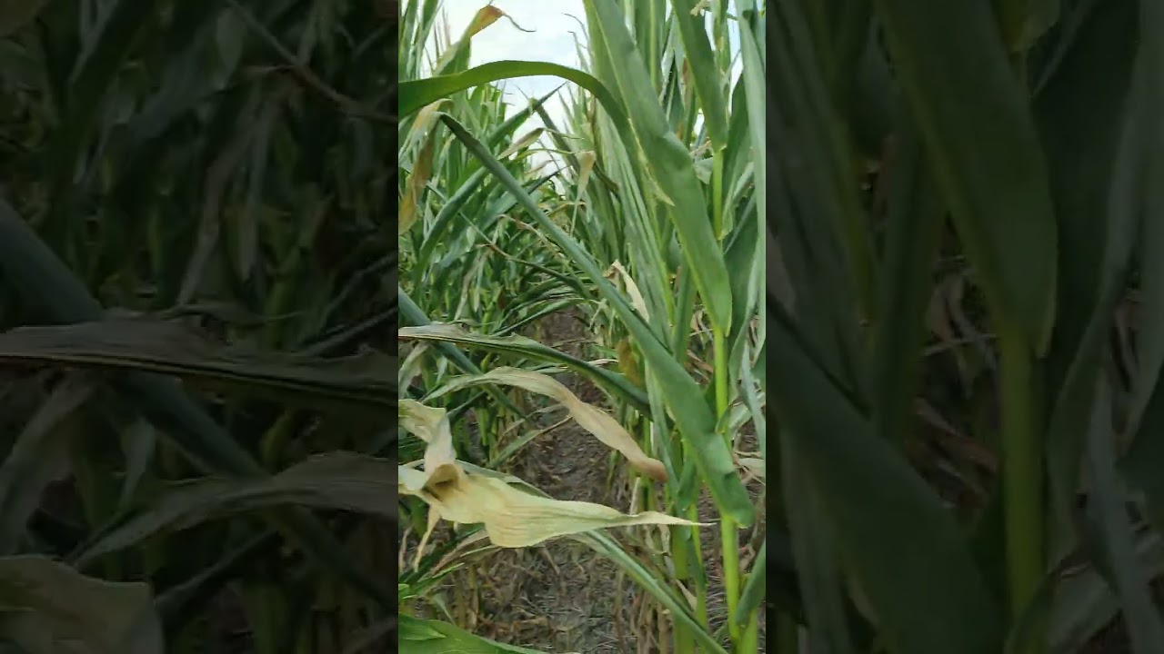 18.07.24. porumb no till cu 55mi plante la hectar.