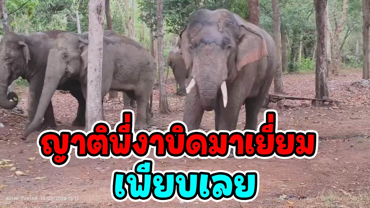 ญาติมาเยอะเกิน! “งาบิด” จะกินยายังไงก่อน 😂มะปรี้ดด่านลอยยืนคอยรถ 😂คำน้อยสนุกมาก