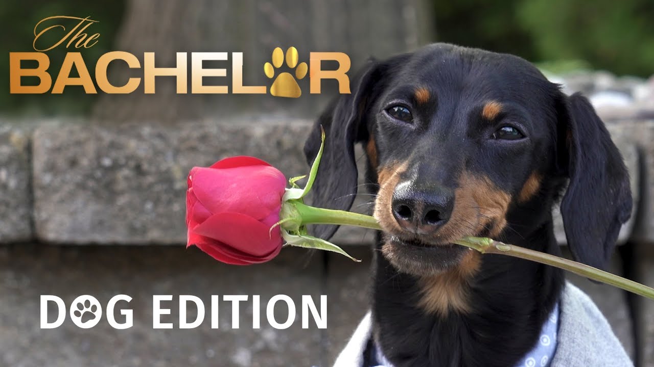 The Bachelor: Dog Edition! - Who Will Crusoe Give the Rose to?