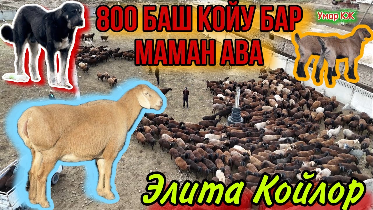 14 Жылдан Бери Койду Кылдап Баккан Маман Ава🙋🏻‍♂️📸🔥💪🏼🇰🇬