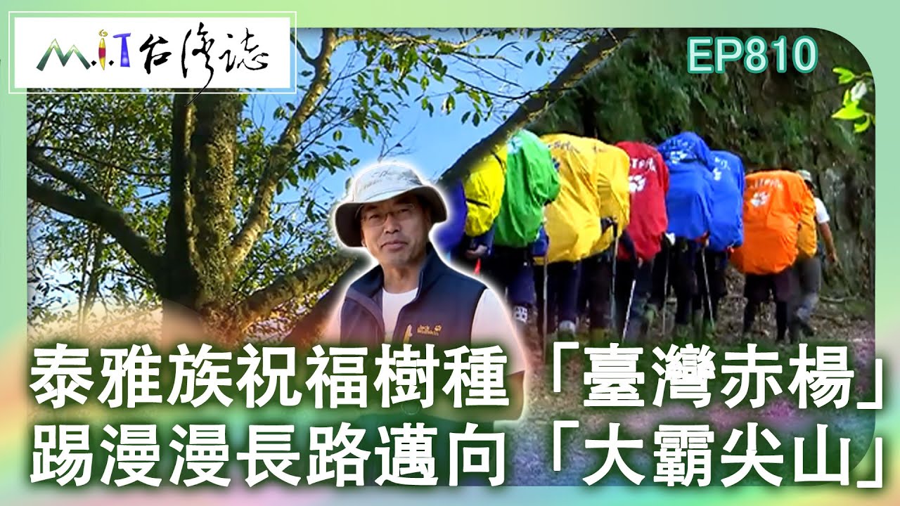 泰雅族祝福樹種「臺灣赤楊」 踢漫漫長路邁向「大霸尖山」｜苗栗縣泰安鄉 麥覺明【