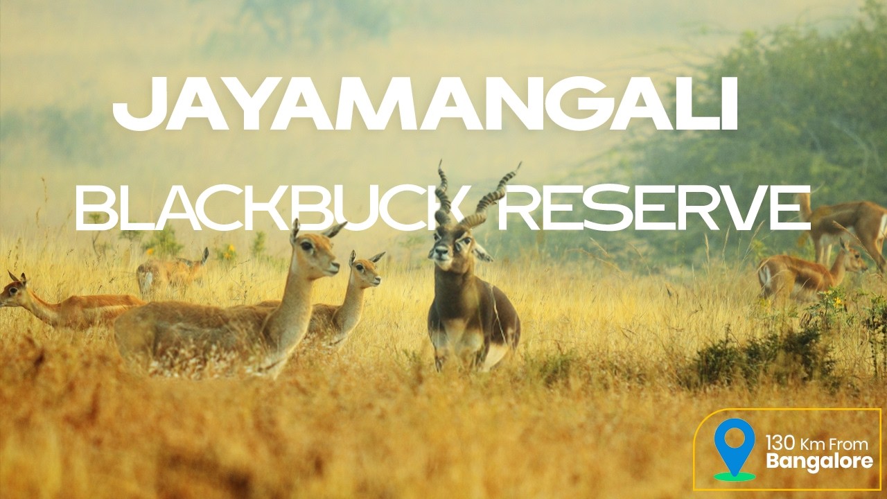 An Unknown Grassland Sanctuary in Karnataka Where Blackbucks Rule | Jayamangali l Cinematic