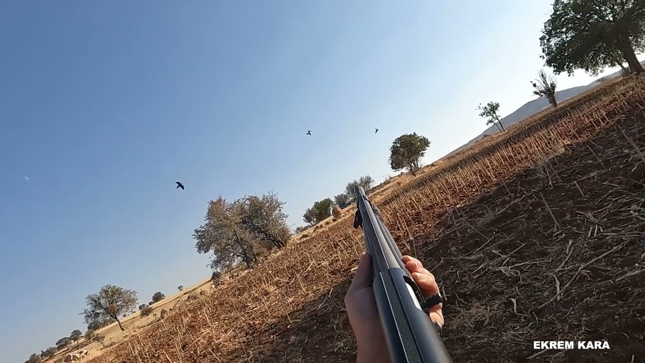 &Uuml;VEYİK AVI 2025 - 2026 #dovehunting #turtledoves #dovetail #&uuml;veyikavı