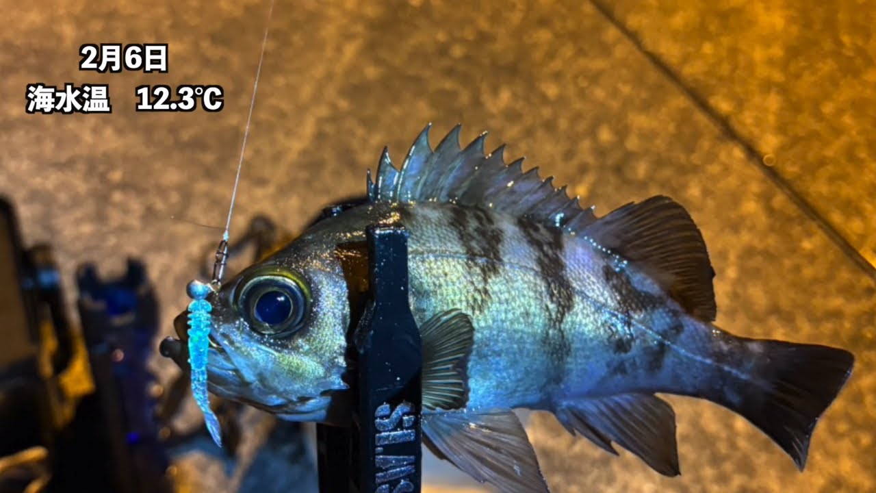 【愛媛】しまなみ海道にて3匹釣れて満足満足😁