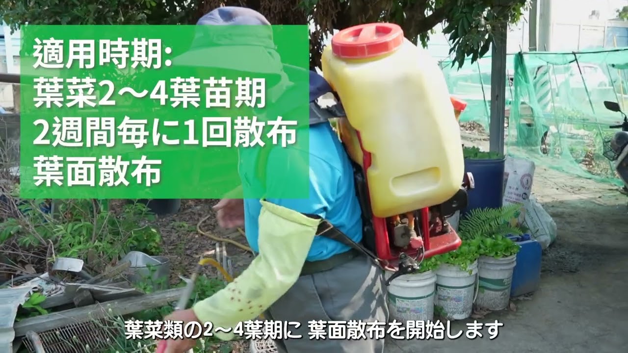 野菜作物応用: カイラン＆サツマイモの葉 ダイジェスト版動画
