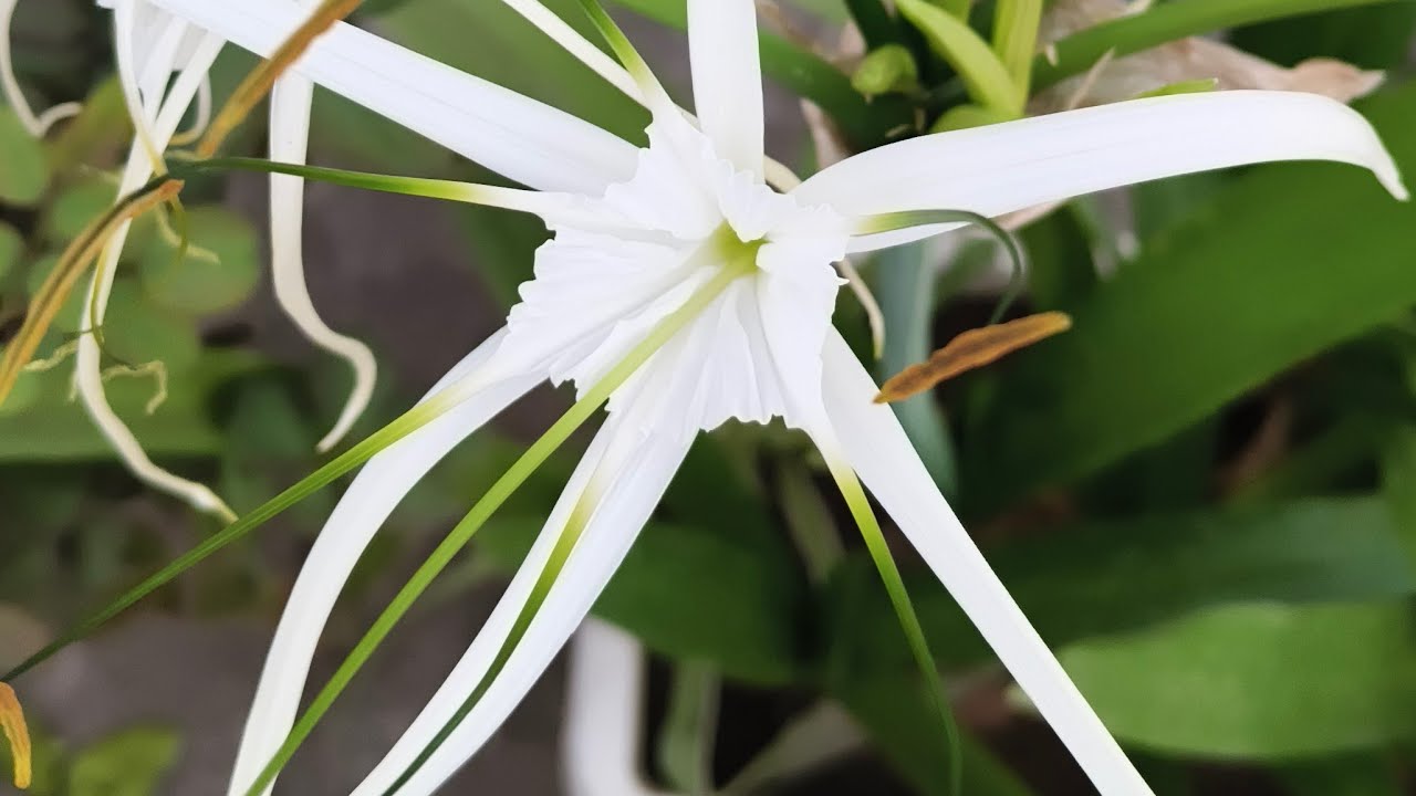 NAVITA HOME GARDEN is live! Terrace Garden Tour | Live Gardening Tips| Kamal Ka Paudha Kaise Lagaye?