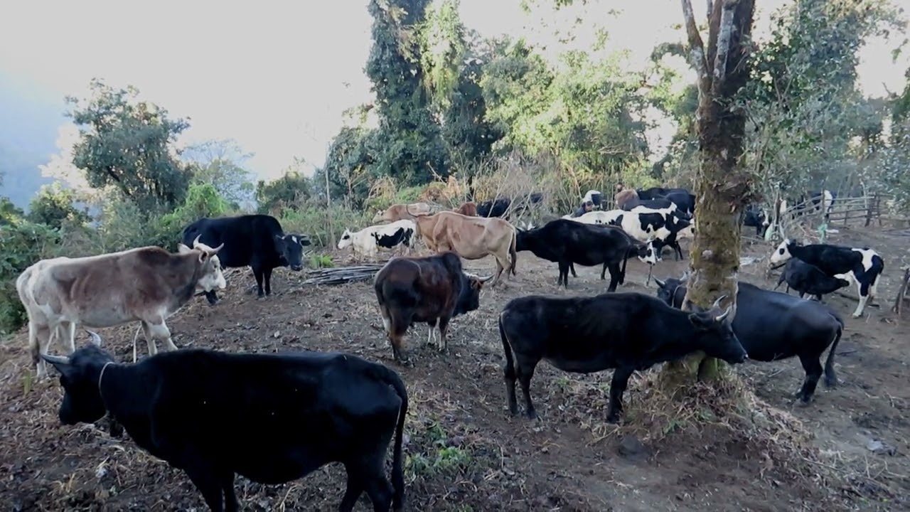 The life of a Bhutanese cattle herder|Haa|Dorithasa