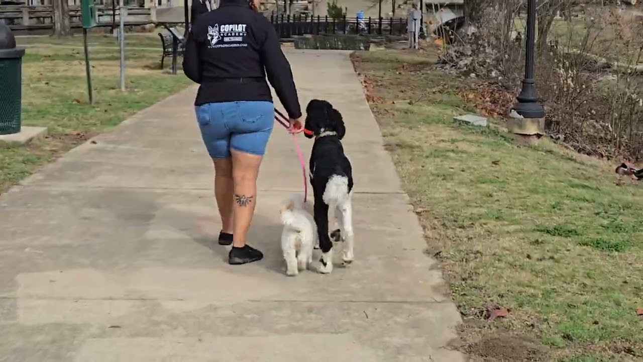 Tucker, Zander & Aiko: Park Obedience & Exposure
