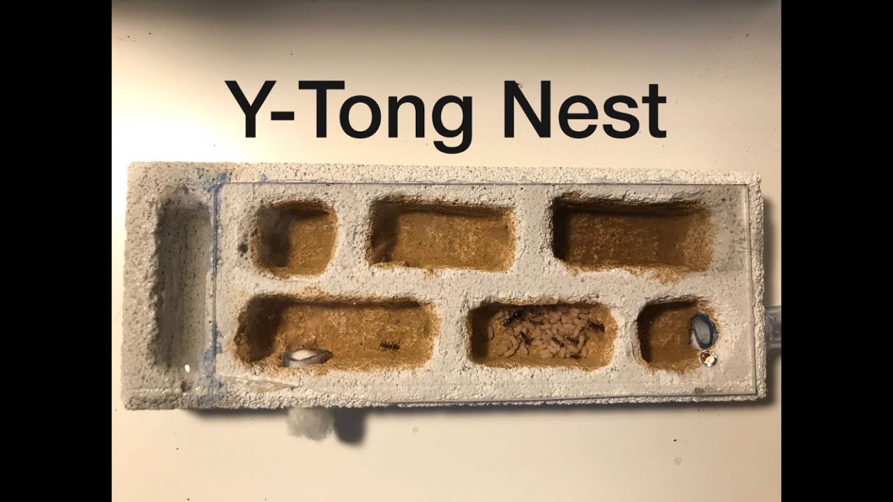 Y-Tong Nest Bauanleitung (liegend) | Ameisen-Tutorial
