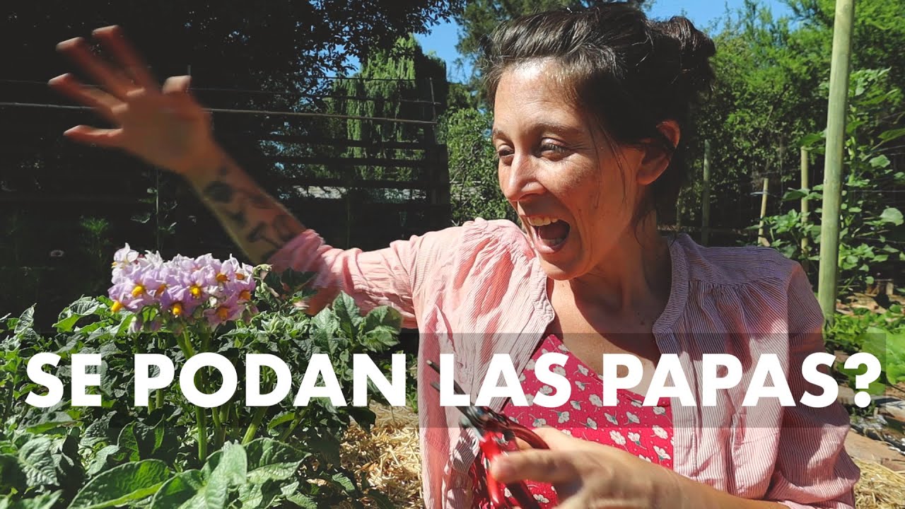 Podar las Papas? Técnica de poda para tener más producción! Experimentar para Aprender #ComidaLibre